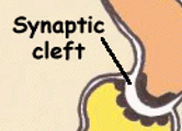 <p>Synaptic cleft</p>