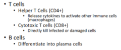 <p>-T cells (helper- CD4 and cytotoxic T- CD8 cells)</p><p>-B cells > plasma cells</p>