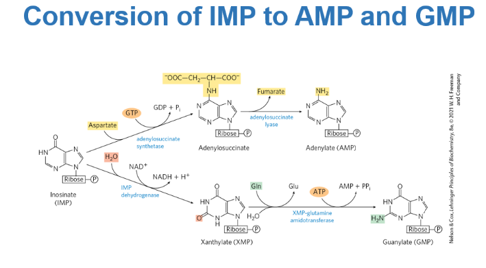 <p>What happens once IMP in synthesized </p>