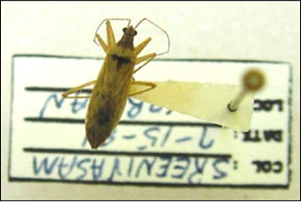 <p>Identify the order</p>