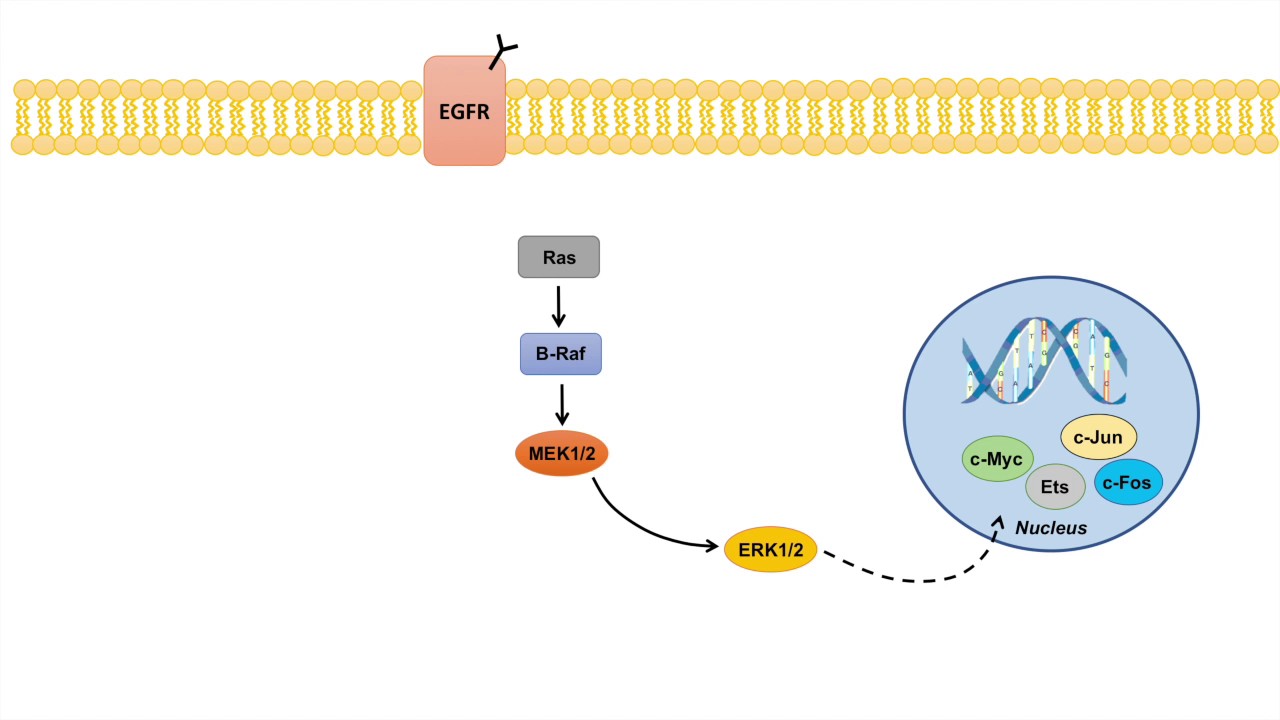 <ul><li><p>MAPK (Mitogen-activated protein kinase)</p></li><li><p>Activated by TGF(alpha) → EGFR regulates (growth factor receptor) through sos/Grb2 → activates Ras</p></li><li><p>Cascade: Ras → B Raf → MEK ½ → Erk ½ </p></li><li><p>Erk once activated translocates to nucleus, activating several genes and TF</p><ul><li><p>c-myc, Ets, c-Jun, c-fos → all relate to cell proliferation, survival, and metastasis </p></li></ul></li></ul><p></p>