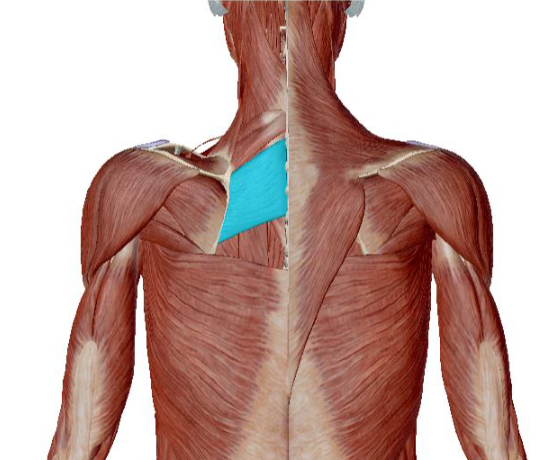 <p>what muscle is this </p>