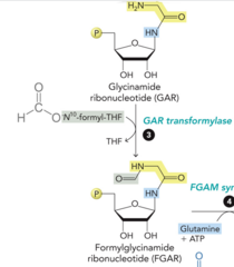 <p>substrate: GAR</p><p>enzyme: GAR transformylase</p><p>product: FGAR</p>