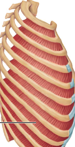 <p>Internal intercostals - expiration - forcibly breathing out (blowing)</p>