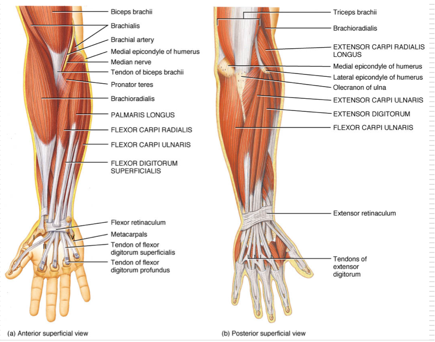 <p>Extrinsic muscles of wrist and hand grouped according to function and location</p><p>6 muscles move the wrist, but not the fingers and thumb</p><p>3 Wrist Flexors</p><ul><li><p>Origins on anteromedial aspect of proximal forearm</p></li><li><p>Inserts of anterior aspect of wrist and hand</p></li></ul><ul><li><p>Flexor carpi radialis</p></li><li><p>Flexor carpi ulnaris</p></li><li><p>Palmaris longus</p></li></ul><p>3 Wrist Extensors</p><ul><li><p>Origin on posteromedial aspect of proximal forearm</p></li><li><p>Insertions located on posterior aspect of wrist and hand</p><ul><li><p>Extensor carpi radialis longus</p></li><li><p>Extensor carpi radialis brevis</p></li><li><p>Extensor carpi ulnaris</p></li></ul></li></ul><p></p>