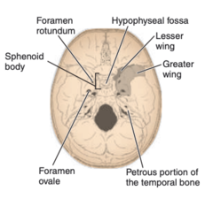 <p>-foramen rotundum</p><p>-foramen ovale</p><p>-foramen spinosum</p>