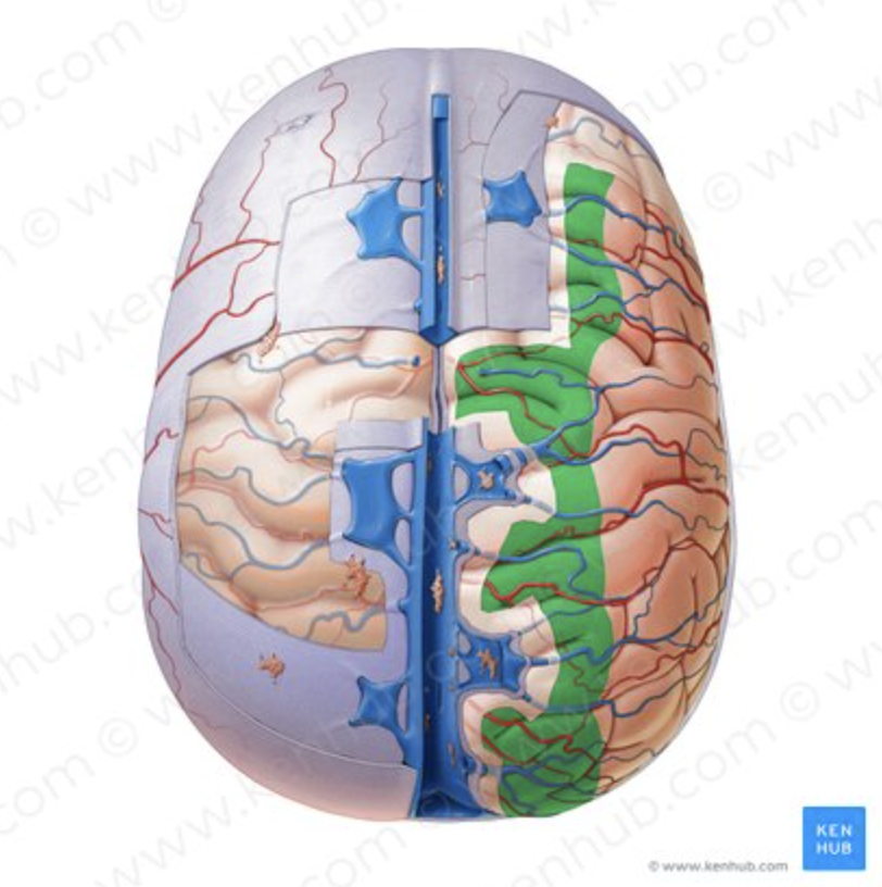 <p>Closely covers brain. Electrical insulator.</p>