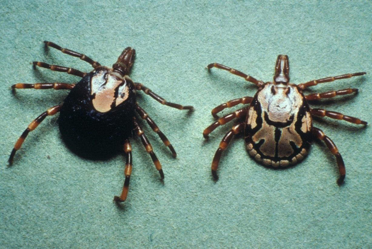 <p>What tick is this?</p>