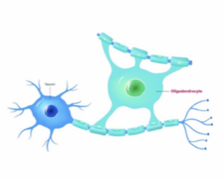 <p>Oligodendrocyte: Function: <span>Form myelin sheath in the CNS. Insulation of axons </span></p>