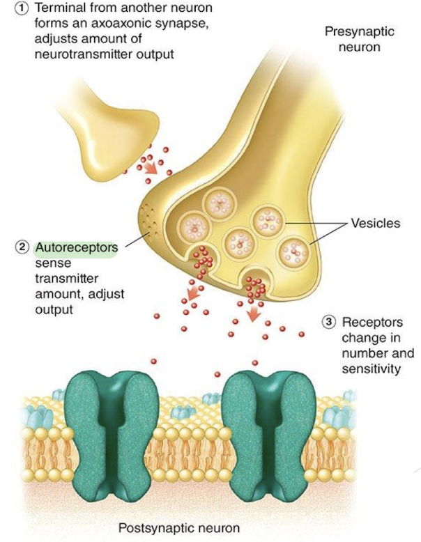 <ol><li><p>Presynaptic excitation = <strong>increases</strong> the presynaptic neuron’s release of neurotransmitters to the postsynaptic </p></li></ol><p></p><ol start="2"><li><p>Presynaptic inhibition =  <strong>decreases</strong> the presynaptic neuron’s release of neurotransmitters to the postsynaptic</p></li></ol><p></p><p>Autoreceptors = receptors on presynaptic terminals, that sense the amount of transmitter in cleft</p>