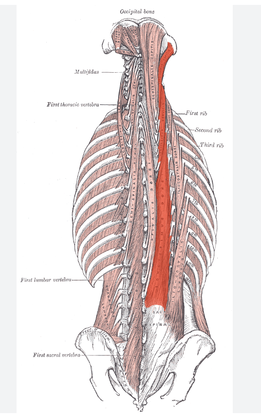 <p>Identify the highlighted muscle </p>