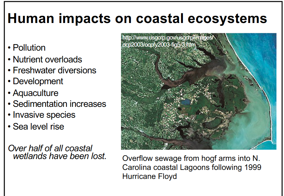 <p><span style="color: rgb(0, 0, 0);">-p</span><span style="color: rgb(0, 0, 0);">ollution</span></p><p><span style="color: rgb(0, 0, 0);">-nutrient overloads</span></p><p><span style="color: rgb(0, 0, 0);">-freshwater diversions</span></p><p><span style="color: rgb(0, 0, 0);">-development and aquaculture</span></p><p><span style="color: rgb(0, 0, 0);">-sedimentation increases</span></p><p><span style="color: rgb(0, 0, 0);">-invasive species</span></p><p><span style="color: rgb(0, 0, 0);">-sea level rise</span></p><p><span style="color: rgb(0, 0, 0);">over half of all coastal wetlands have been lost :(</span></p>