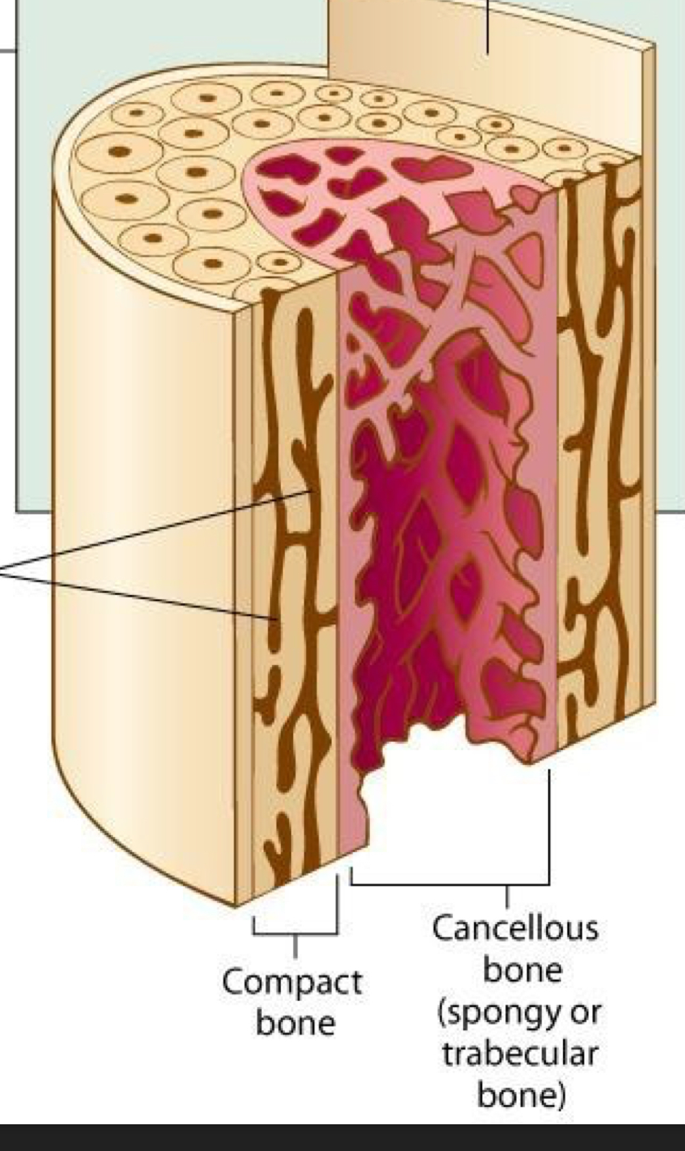 <p>cancellous spongy trabecular bone</p>