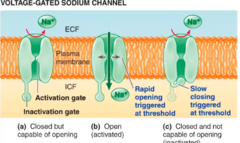 <p>membrane proteins that open sodium channels in response to a sufficient voltage change, and initiate and transmit the action potential as Na+ enters through the channel</p>