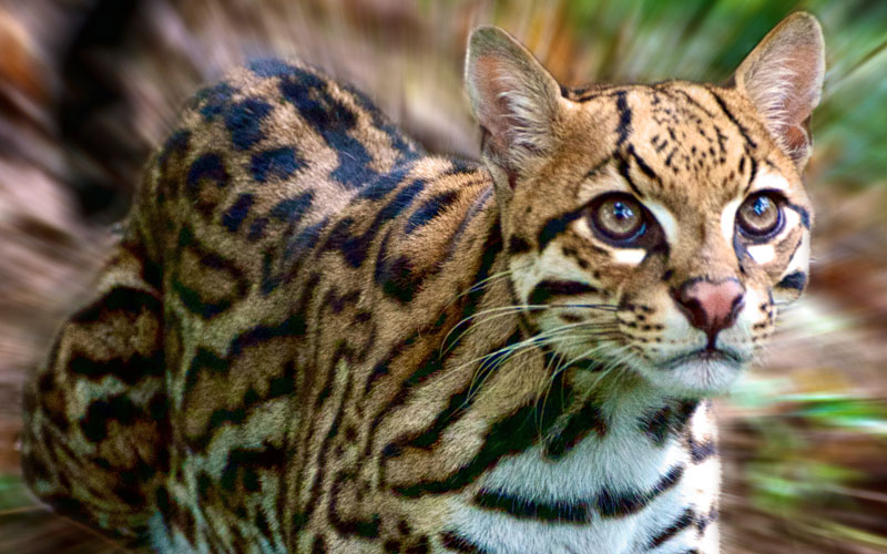 <p>Common Name: Ocelot</p><p>Order: Carnivora </p><p>Family: Felidae </p>