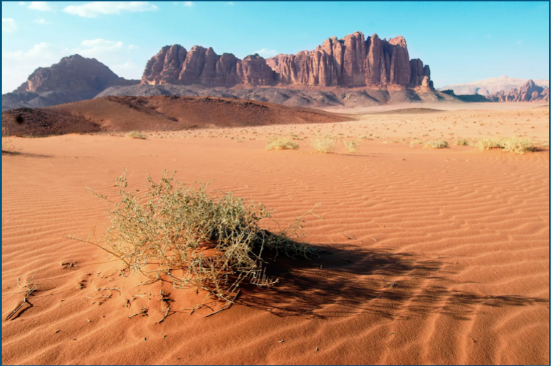 <ul><li><p><strong>climate: </strong>VERY low precipitation &amp; can be hot OR cold </p></li><li><p><strong>vegetation: </strong>sparse, cacti, succulents </p></li><li><p><strong>adaptations: </strong>H2O storage &amp; reduced leaves (spines)</p></li><li><p><strong>animals: </strong>nocturnal (avoid heat), reptiles, rodents</p></li></ul><p></p>