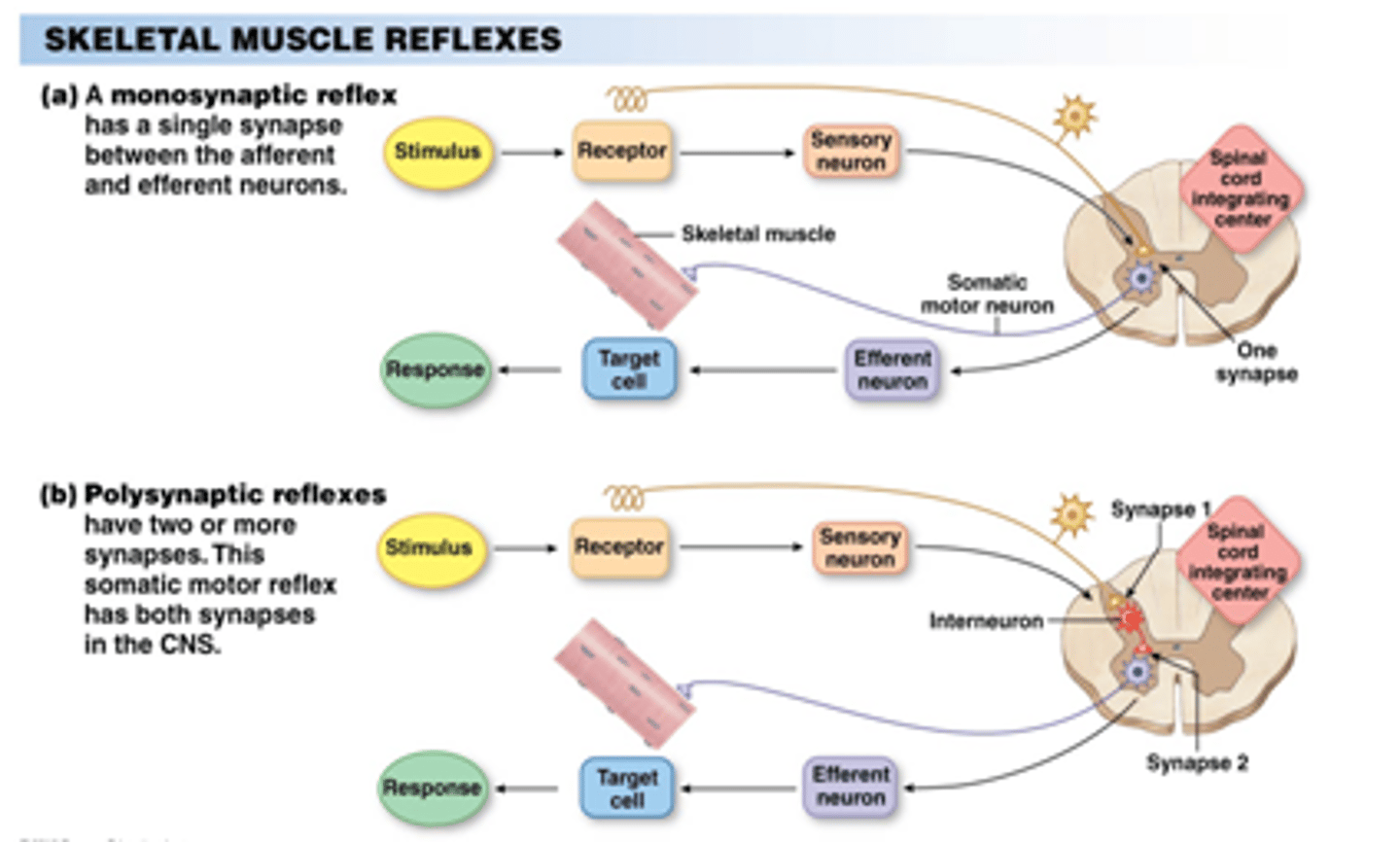 <p>True. There are also Polysynaptic Reflex arcs, which unlike the knee-jerk reflex, incorporate at least 2 synapses between neurons.</p>