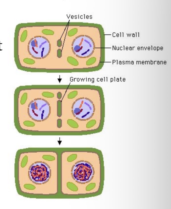<p>A cell plate is formed that develops into a new cell wall</p>