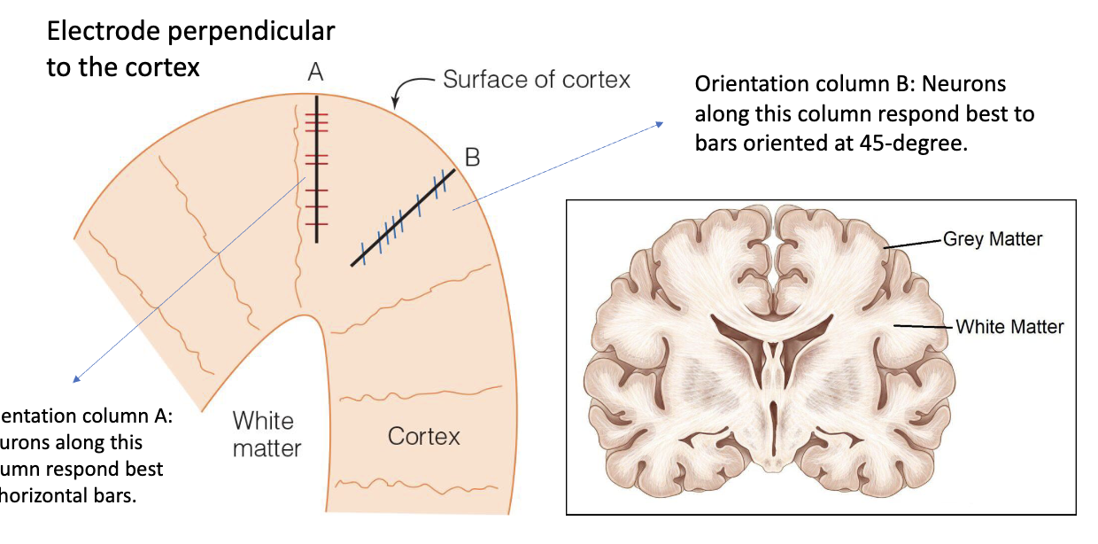 <p>Orientation of column A</p><ul><li><p>Neurons along this column respond best to HORIZONTAL bars </p></li></ul><p></p>