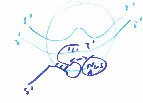 <p>70-80% of termination. Long sequences of G-C (palindromic) repeats, which cause RNA poly to pause. While this happens, the strand forms an internal hairpin loop, which interacts with polymerase bound NusA protein. Behind G-C repeats, A rich sequences bind with repeating U sequences in the RNA, which allow for dissociation due to the new stress from the loop and the weaker bonding between U-A. </p>