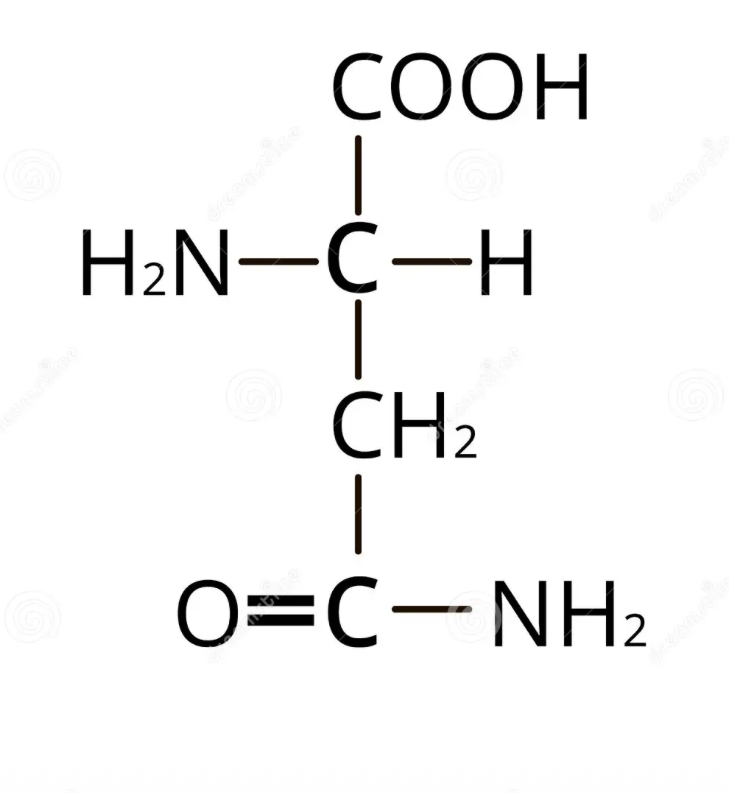 <p>what amino acid</p>