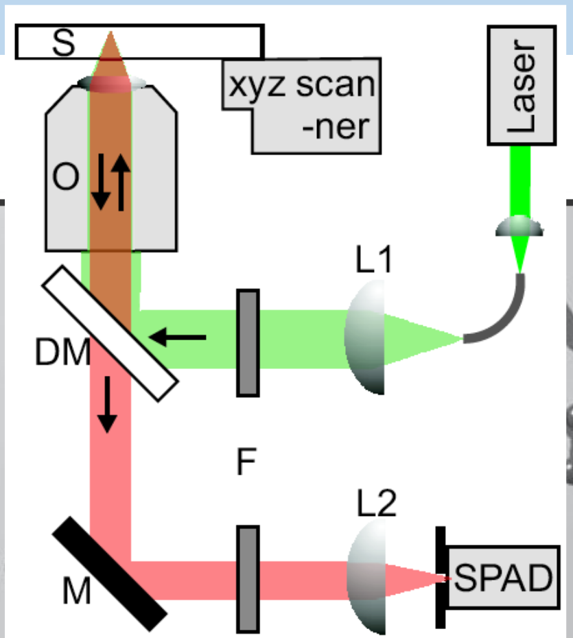 <p>Laser pumps the molecules into a higher energy state. When they relax back into the ground state they emit fluorescence which is sampled on the SPAD → <strong>Single Photon Avalanche Diode</strong></p><p>The <strong>dichroic mirror</strong> is crucial — it separates excitation from emission by <strong>wavelength</strong>, which is what makes the epi geometry work cleanly.</p>