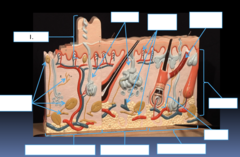 <p>What part of the skin is the section labeled #1?</p>