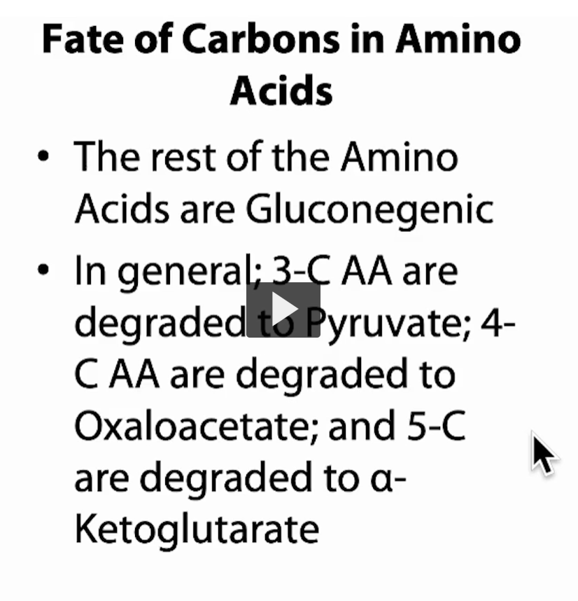<p>Big idea</p><p><strong>After deamination</strong>, the<strong> carbon skeleton</strong> <strong>enters metabolism</strong> at <strong>specific points:</strong></p><p><strong>All of these products can make glucose → gluconeogenic</strong></p><div data-type="horizontalRule"><hr></div><p>The “carbon-count rule” <strong>3-carbon amino acids → Pyruvate</strong></p><ul><li><p>End up as <strong>pyruvate (3C) </strong>(because pyruvate has 3 carbons)</p></li></ul><p>Pyruvate can:</p><ul><li><p>go → <strong>glucose (gluconeogenesis)</strong></p></li><li><p>go →<strong> acetyl-CoA</strong> (energy, enters into the Krebs cycle)</p></li></ul><p>Think: <strong>small = pyruvate</strong></p><div data-type="horizontalRule"><hr></div><p><strong>4-carbon amino acids → Oxaloacetate (OAA)</strong></p><ul><li><p>End up as <strong>oxaloacetate (4C) </strong>(because OAA has 4 carbons)</p></li></ul><p>Oxaloacetate is:</p><ul><li><p>a <strong>direct gluconeogenesis substrate</strong></p></li><li><p>part of the <strong>TCA cycle</strong></p></li></ul><p>Very efficient for making glucose</p><div data-type="horizontalRule"><hr></div><p><strong>5-carbon amino acids → α-Ketoglutarate</strong></p><ul><li><p>End up as <strong>α-ketoglutarate (5C) </strong>(because alpha-ketoglutarate has 5 carbons)</p></li></ul><p><span data-name="arrow_right" data-type="emoji">➡</span> This enters the <strong>TCA cycle</strong>, then can become:</p><ul><li><p>oxaloacetate → <strong>glucose</strong></p></li></ul><p>according to the figure for a-ketoglutarate, it’s already a substrate for the Kreb’s Cycle</p><div data-type="horizontalRule"><hr></div><p><span data-name="arrows_counterclockwise" data-type="emoji">🔄</span> Why this works (connect the dots)</p><p>All three products:</p><ol><li><p><strong>Pyruvate </strong>(end of glycolysis)</p></li><li><p><strong>Oxaloacetate </strong>(end of TCA and also start of TCA)</p></li><li><p><strong>α-Ketoglutarate </strong>(middle of TCA)</p></li></ol><p>are either:</p><ul><li><p>already gluconeogenesis substrates</p></li><li><p>or can become one through the <strong>TCA cycle</strong></p></li></ul><div data-type="horizontalRule"><hr></div><p>Contrast with ketogenic (important)</p><p>These DO NOT follow this rule:</p><ul><li><p><strong>Leucine & Lysine → acetyl-CoA only → NO glucose</strong></p></li></ul><p>Because: acetyl-CoA carbons are lost as <strong>CO₂</strong></p><ul><li><p>no net glucose production</p></li></ul><div data-type="horizontalRule"><hr></div><p>Easy memory shortcut</p><ul><li><p><strong>3C→ Pyruvate</strong></p></li><li><p><strong>4C → OAA</strong></p></li><li><p><strong>5C → α-KG</strong></p></li></ul><p>count every carbon in the molecule. </p><p>All = <strong>gluconeogenic pathway</strong></p><div data-type="horizontalRule"><hr></div><p><span data-name="dna" data-type="emoji">🧬</span> Why this matters (test logic)</p><p>If you see:</p><ul><li><p>amino acid → <strong>pyruvate / OAA / α-KG</strong><br><span data-name="check_mark" data-type="emoji">✔</span> Answer = <strong>gluconeogenic</strong></p></li></ul><p>If you see:</p><ul><li><p>amino acid → <strong>acetyl-CoA</strong><br><span data-name="check_mark" data-type="emoji">✔</span> Answer = <strong>ketogenic</strong></p></li></ul><p></p>
