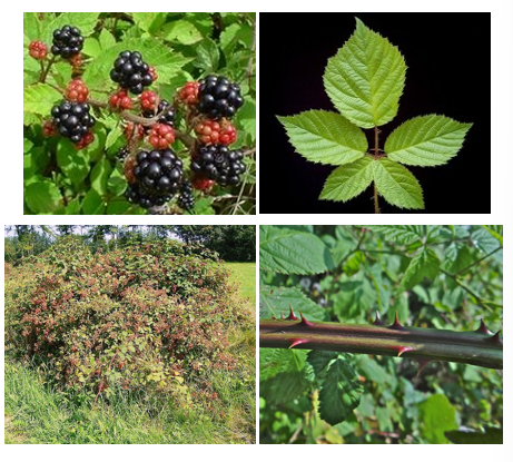<p>Samengesteld blad</p><p>Stekels (geen doornen)</p><p>bredere deelblaadjes dan Rosa canina</p>
