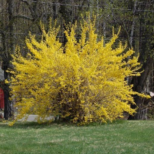<p>forsythia lynnwood gold. 6-10ft tall/wide, full sun. green foliage throughout the year, yellow blooms early spring before leaves. <strong>deciduous</strong></p>