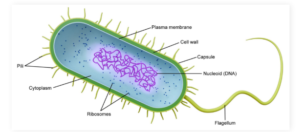 <p><strong>Organisms </strong>without membrane bound organelles</p><ul><li><p>Genetic material housed in the nucleoid region</p></li><li><p>Prokaryotes are either <strong>Archaea </strong>or <strong>Eubacteria</strong></p></li></ul><p></p>