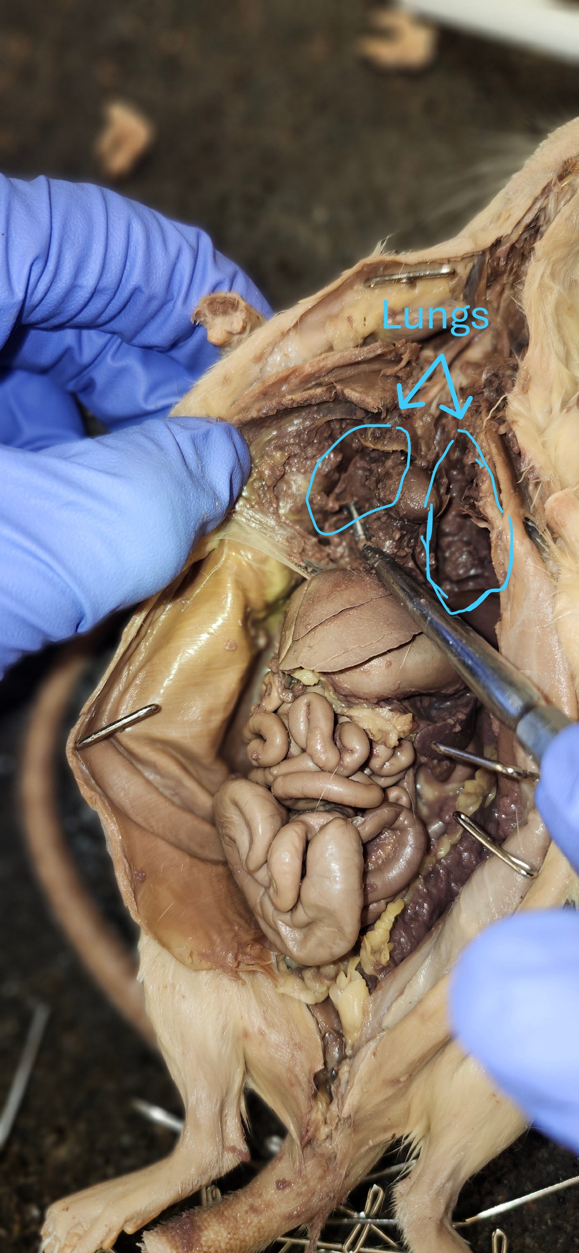 <p>lungs</p>
