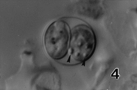 <p>neospora caninum</p>