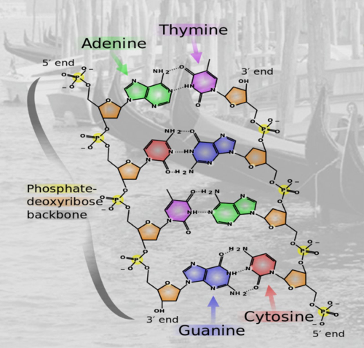 <p>a polymer of deoxyribose nucleotides linked by phosphodiester bonds</p>