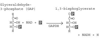<p>Step 6</p><ol><li><p>Glyceraldehyde-3-phosphate (GAP) is oxidized by the coenzyme nicotinamide adenine dinucleotide (NAD)</p></li><li><p>The molecule is phosphorylated by the addition of a free phosphate group yielding 1,3-bisphosphoglycerate and NADH</p></li></ol><p></p>
