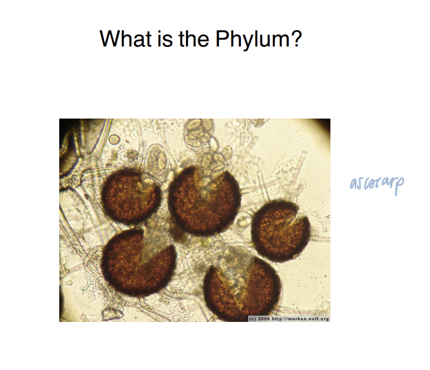 <p>The fungus belongs to Ascomycota.</p>
