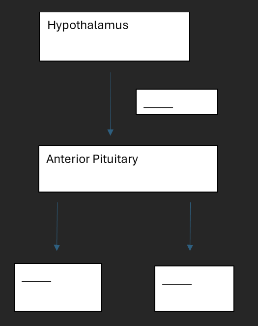 <p>What hormones are produced by the anterior pituitary in this cascade (think about female repro)?</p>