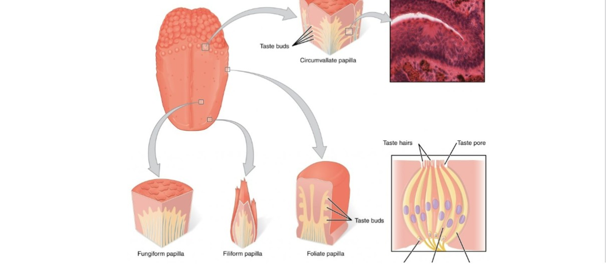 <p>Tongue breakdown of taste buds 2</p>