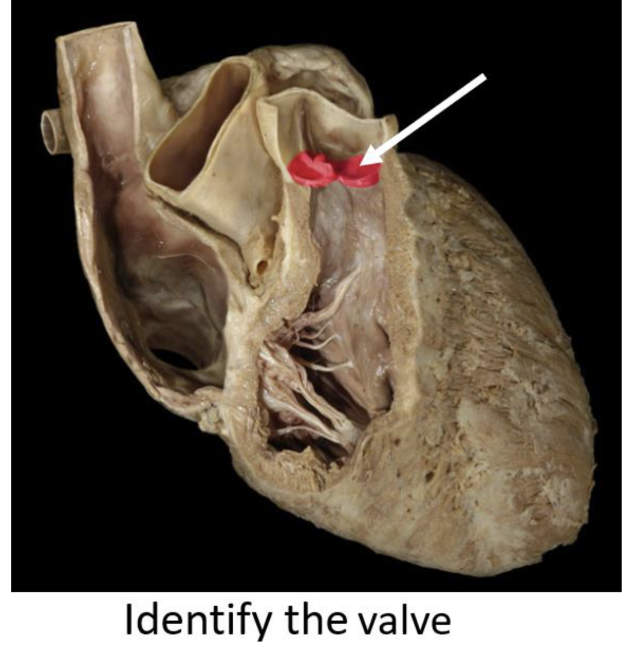 term image