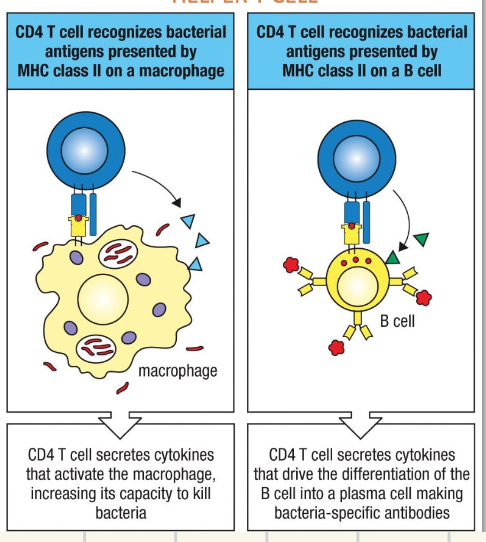 <ul><li><p><em>CD8+ T-cells: cytotoxic T-cells → recognise viral antigens presented by MHC I molecules on an infected cell and can subsequently kill the epithelial cell directly → intracellular</em></p></li><li><p><em>CD4+ T-cells: Helper T-cells → </em></p><ul><li><p><em>intracellular: recognition of the bacterial antigen presented by a MHC II on a macrophage → secretion of cytokines to enhance cytokine production and macrophage a activity </em></p></li><li><p><em>extracellular: antigen recognisation on B-cell by MHC II → secretion of cytokines which will develop B-cells into antibody producing plasma cells. </em></p></li></ul></li></ul><p></p>