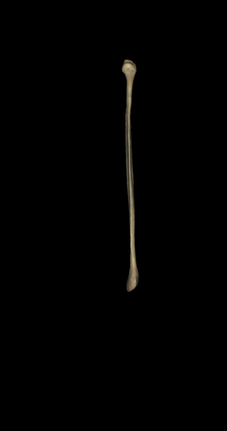 <p>left or right fibula? (anterior view)</p>