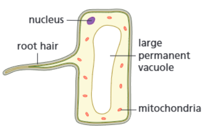 <p><strong>Function:</strong></p><p>Take water and mineral ions from the soil (by active transport) so that they can be carried by the xylem tissue to the rest of the plant.</p><p><strong>Adaptations:</strong></p><ul><li><p><span>Large projection</span></p></li><li><p><span>Many mitochondria</span></p></li><li><p><span>Permanent vacuole</span></p></li></ul><p><strong>How adaptations help:</strong></p><ul><li><p><span>The projection increases the surface area available for the water and mineral ions to move into the cell</span></p></li><li><p><span>The mitochondria transfer energy needed for the active transport of the mineral ions into the cell</span></p></li><li><p><span>The permanent vacuole speeds up the movement of water by osmosis</span></p></li></ul><p></p>