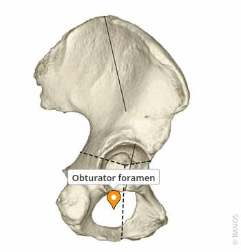 <p>Foramen</p>