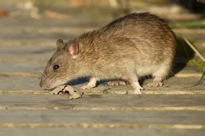 <p>Norway Rat</p>