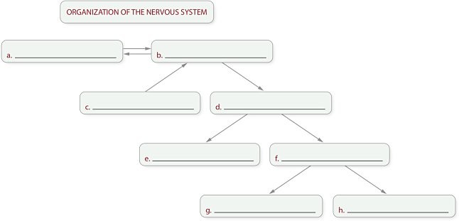 <p>When completing a chart showing the organization of the nervous system, which term should be written in box “c”?</p><p>a. PNS<br>b. CNS</p><p>c. sensory (afferent) division</p><p>d. motor (efferent) division</p>