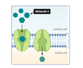 <p>The figure shows Molecule 3, an example of facilitated diffusion of molecules through a cell membrane.&nbsp;<br>Which statement(s) could accurately describe Molecule 3? Select all that apply.</p><p><br>a. This molecule is hydrophobic.<br>b. This molecule is hydrophilic. &nbsp;<br>c. This molecule is nonpolar.<br>d. This molecule has a polar region. &nbsp;<br>e. This molecule has a charged region. &nbsp;</p>