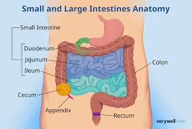 <p>Anatomy of the small intestines</p>