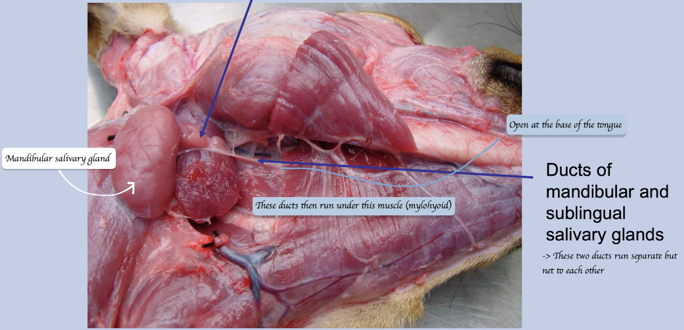 <ul><li><p>Run with sublingual gland duct</p></li><li><p>Run under the mylohoid muscle </p></li></ul><p></p>