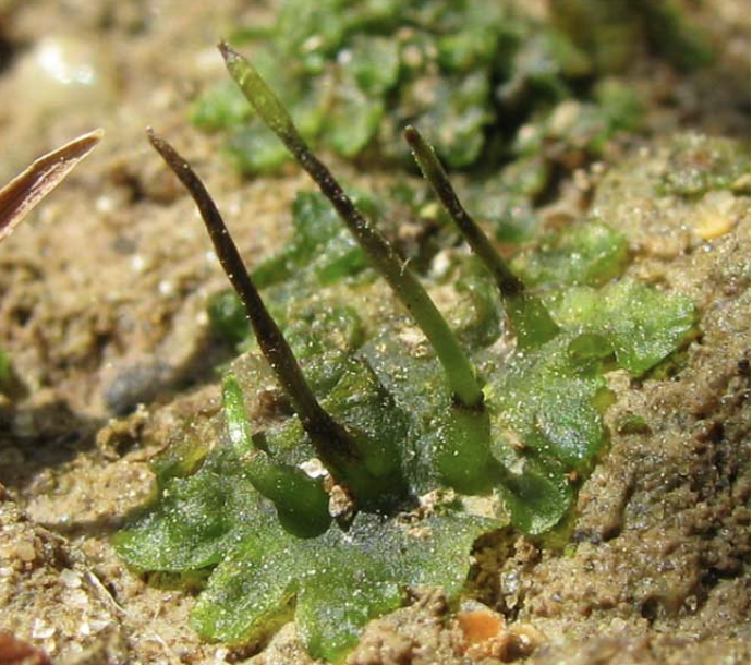 <p>Image shows </p><p>a) Tracheophytes</p><p>b) Mosses</p><p>c) Hornworts (Anthocerotae)</p><p>&nbsp;d) Liverworts - Hepaticae</p>