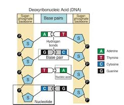 <p>Specific hydrogen bonding between bases</p>